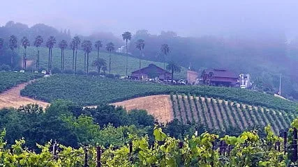 Iron-Horse-Vineyards